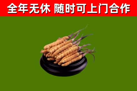 甘南县回收散虫草