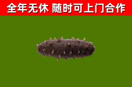 甘南县回收海参干